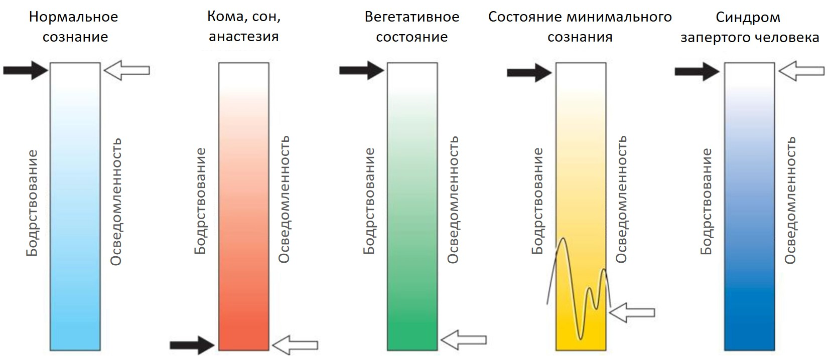 Условная шкала состояний сознания человека