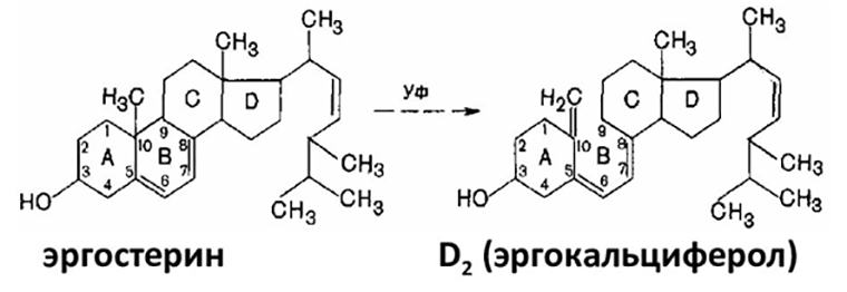 Синтез витамина D2