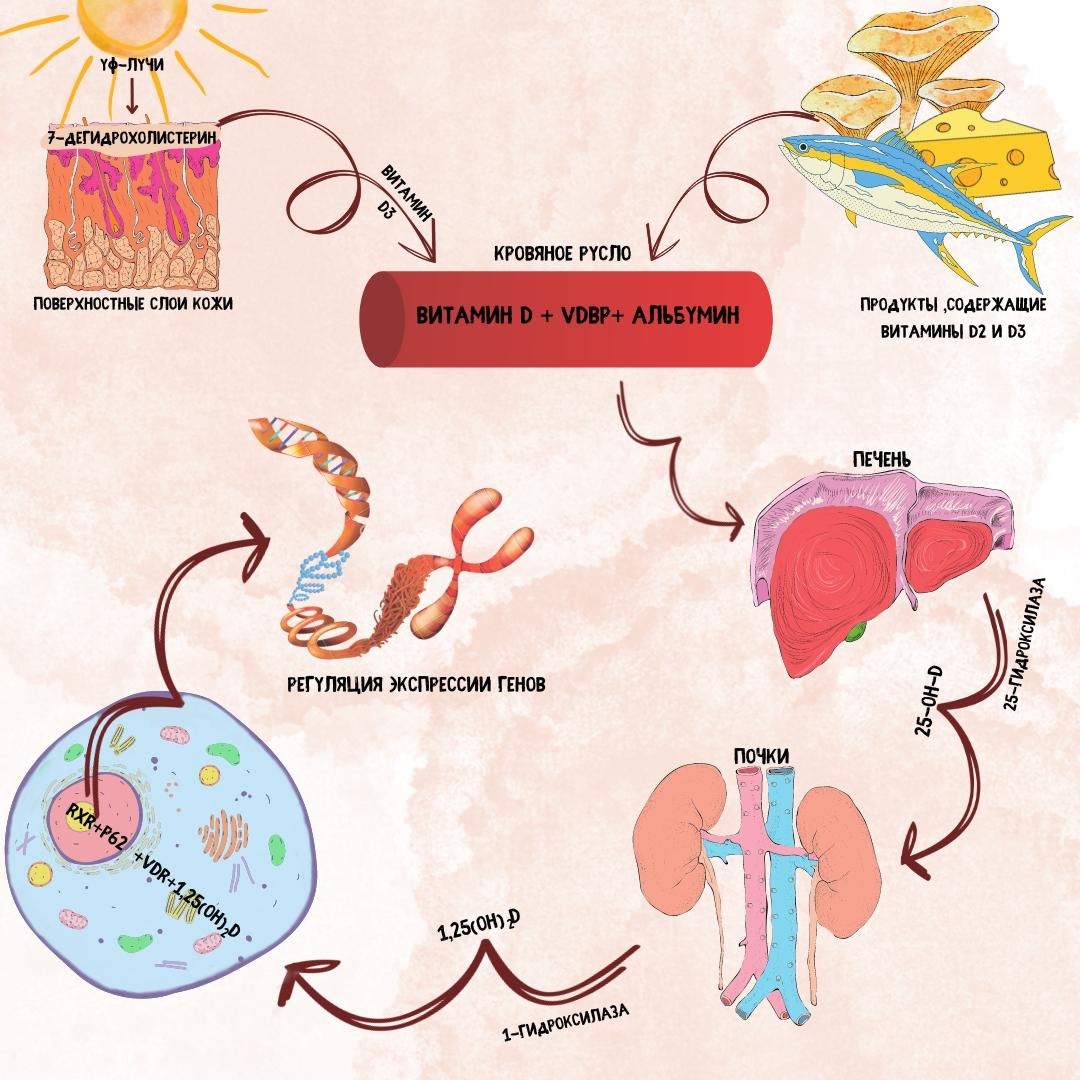 Метаболизм витамина D