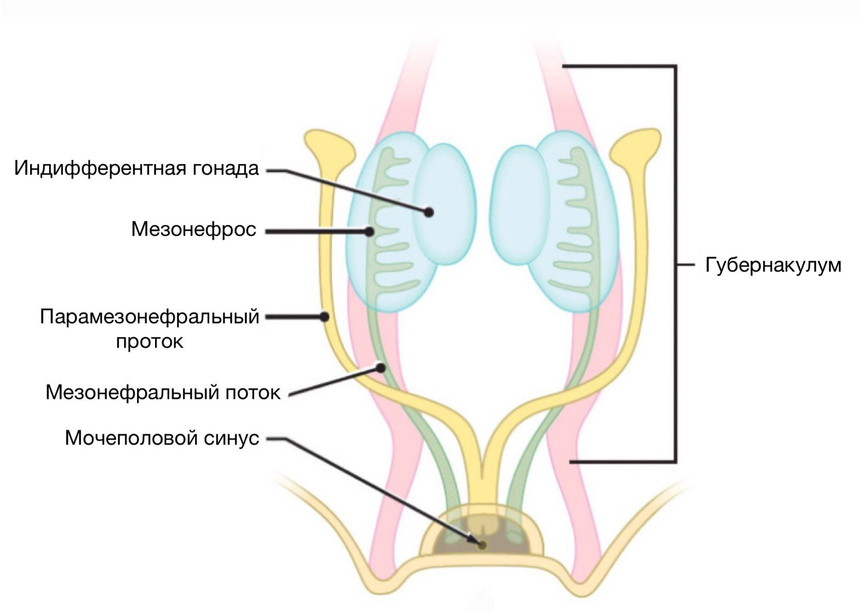 Gubernaculum, или направляющая связка яичка