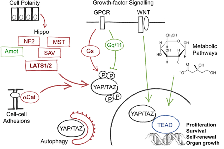 Схема регуляции активности системы YAP/TAZ