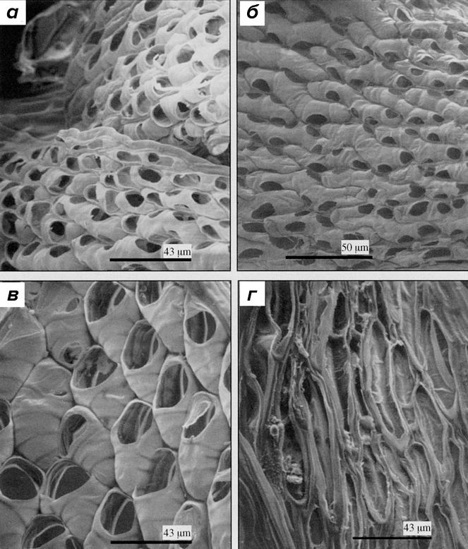 Sphagnum fuscum и Sphagnum riparium