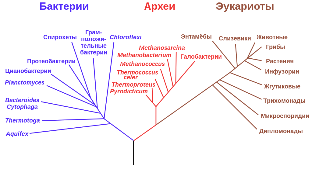 Древо жизни, построенное по последовательностям 16S рРНК
