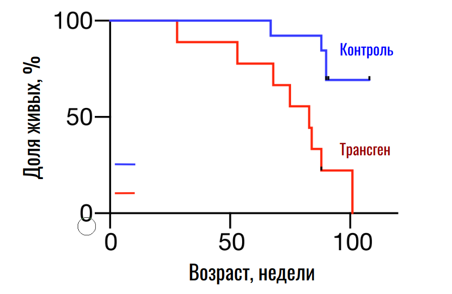 Продолжительность жизни контрольных и трансгенных мышей