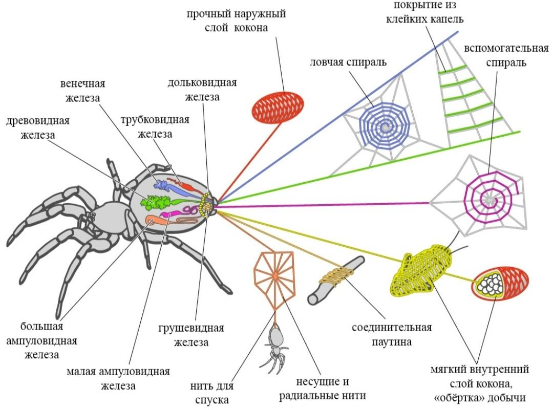 Типы паутинных желез и вырабатываемая ими паутина