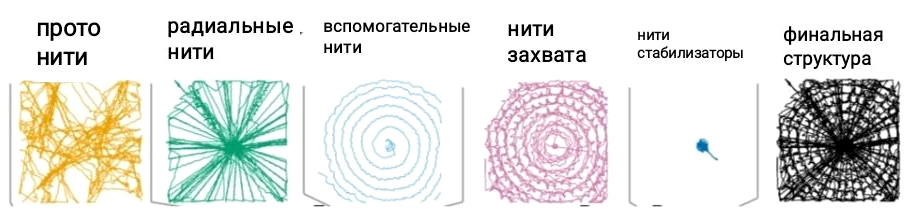 Стадии прядения паутины