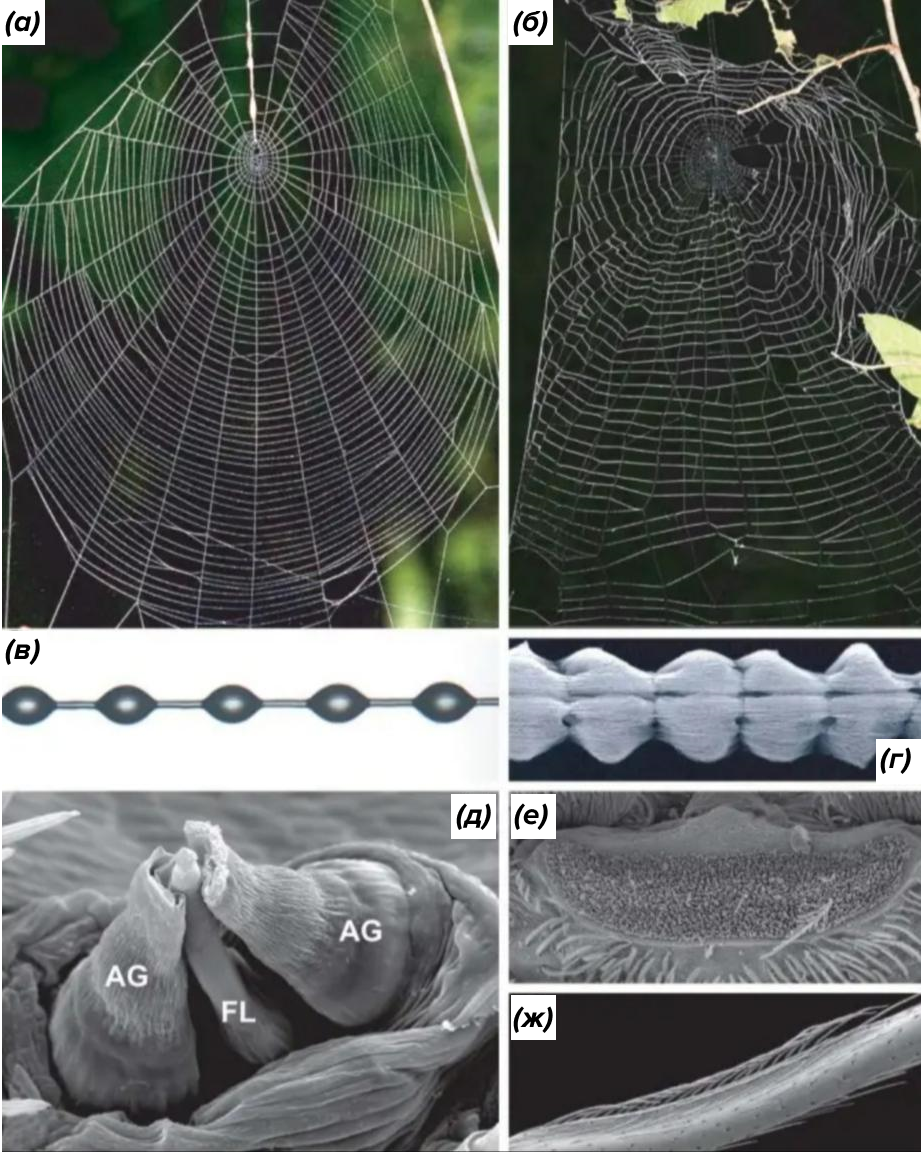 . Сравнение экрибеллатной (а), (в), (д) и крибеллатной (б), (г), (е) паучьих сетей