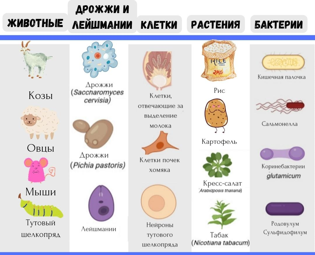 Различные системы гетерологичной экспрессии для получения паучьего шелка