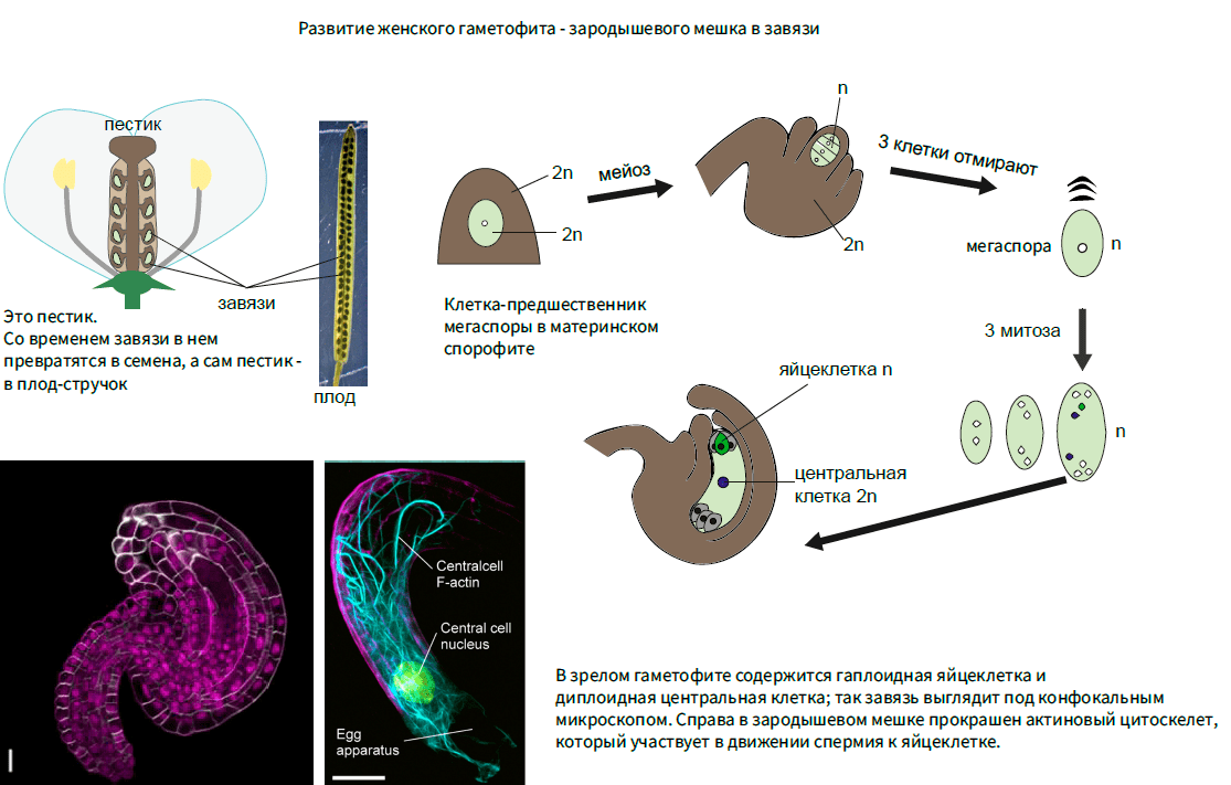 Развитие женского гаметофита