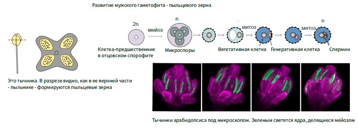 Развитие мужского гаметофита