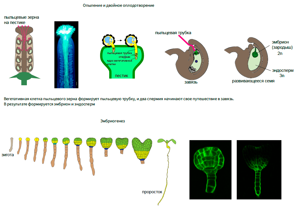 Двойное оплодотворение и эмбриогенез