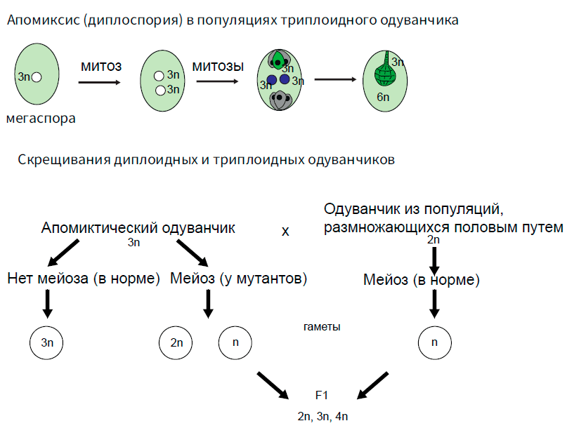 Апомиксис у триплоидного одуванчика