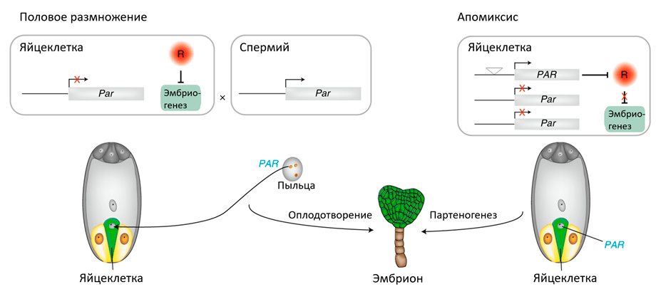 Механизм регуляции эмбриогенеза геном PAR