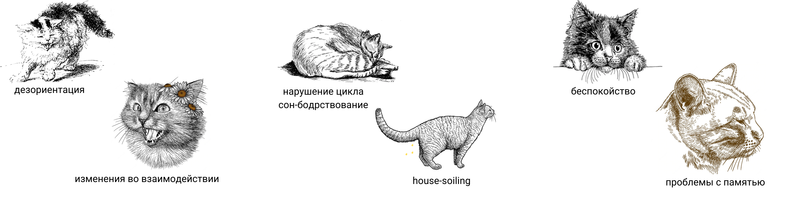 Основные признаки синдрома когнитивной дисфункции у кошек