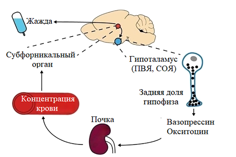 Физиологическая система