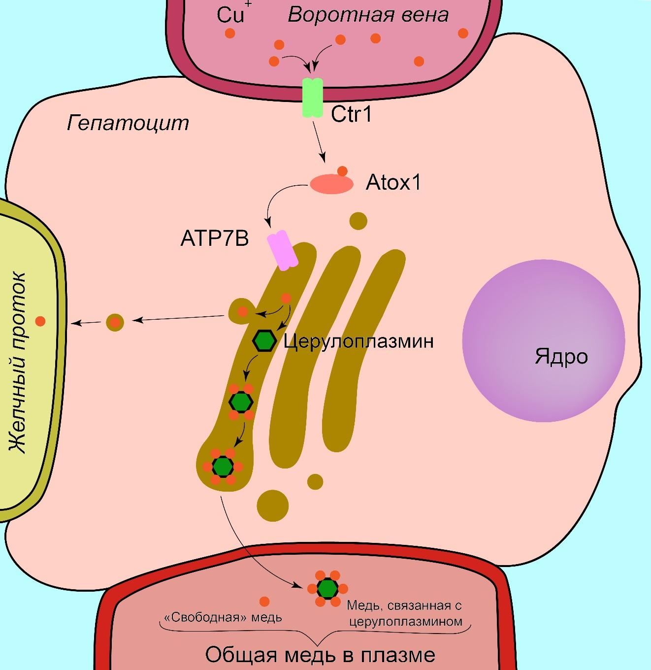 Метаболизм меди в гепатоците