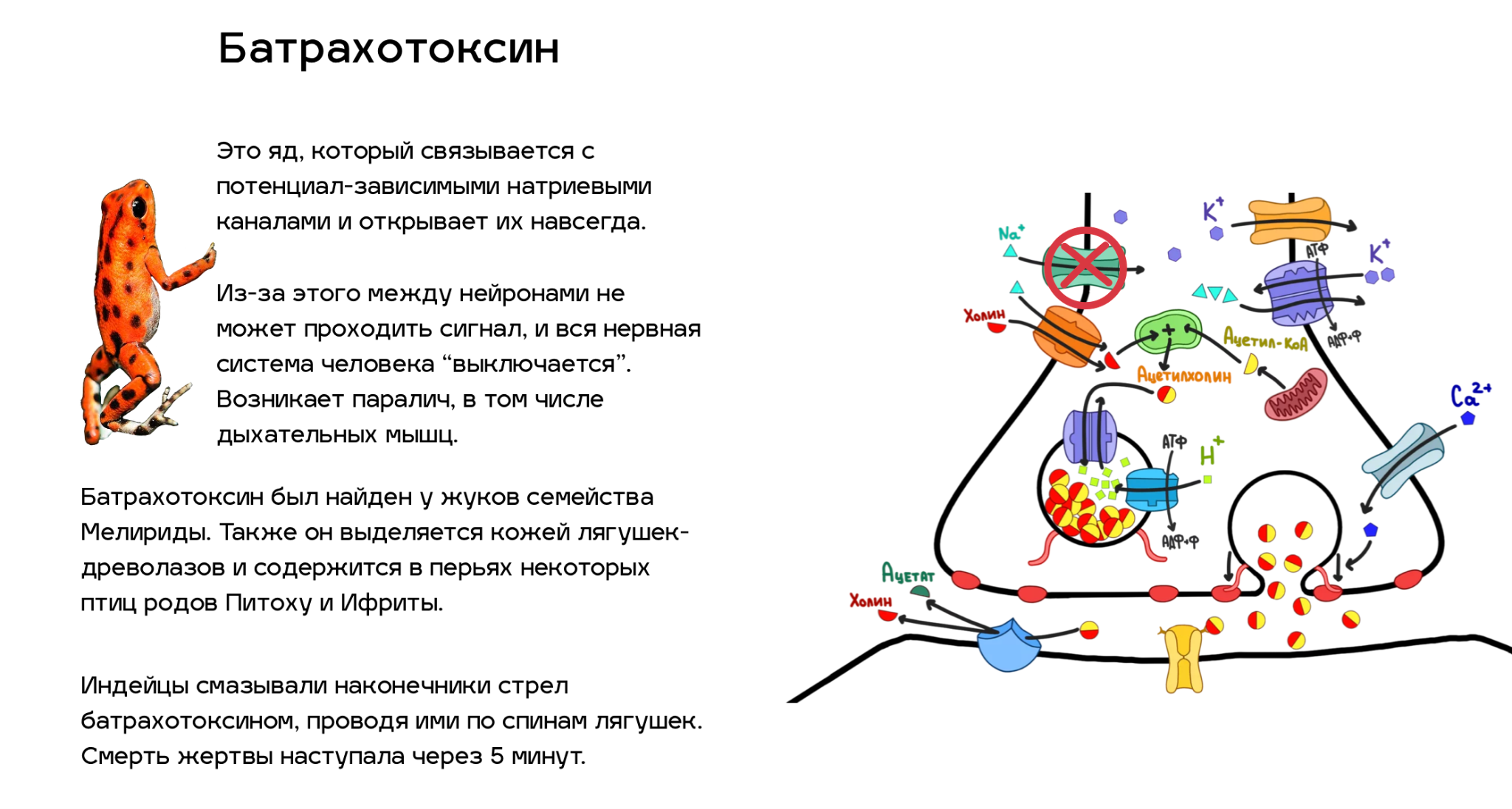 Яды, воздействующие на ацетилхолиновый путь передачи нервного импульса