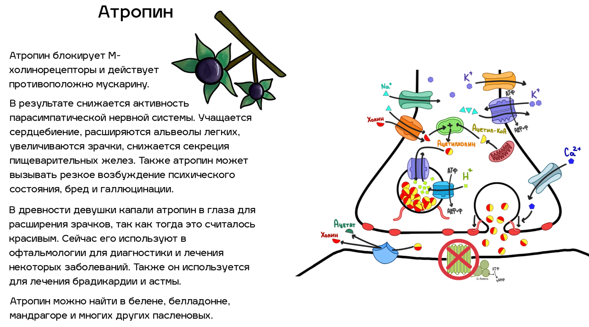 Яды, воздействующие на ацетилхолиновый путь передачи нервного импульса