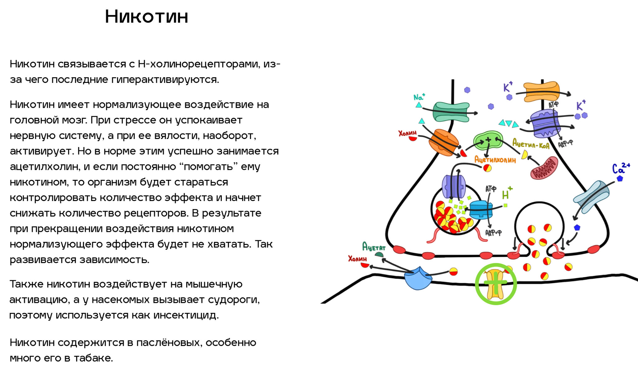 Яды, воздействующие на ацетилхолиновый путь передачи нервного импульса