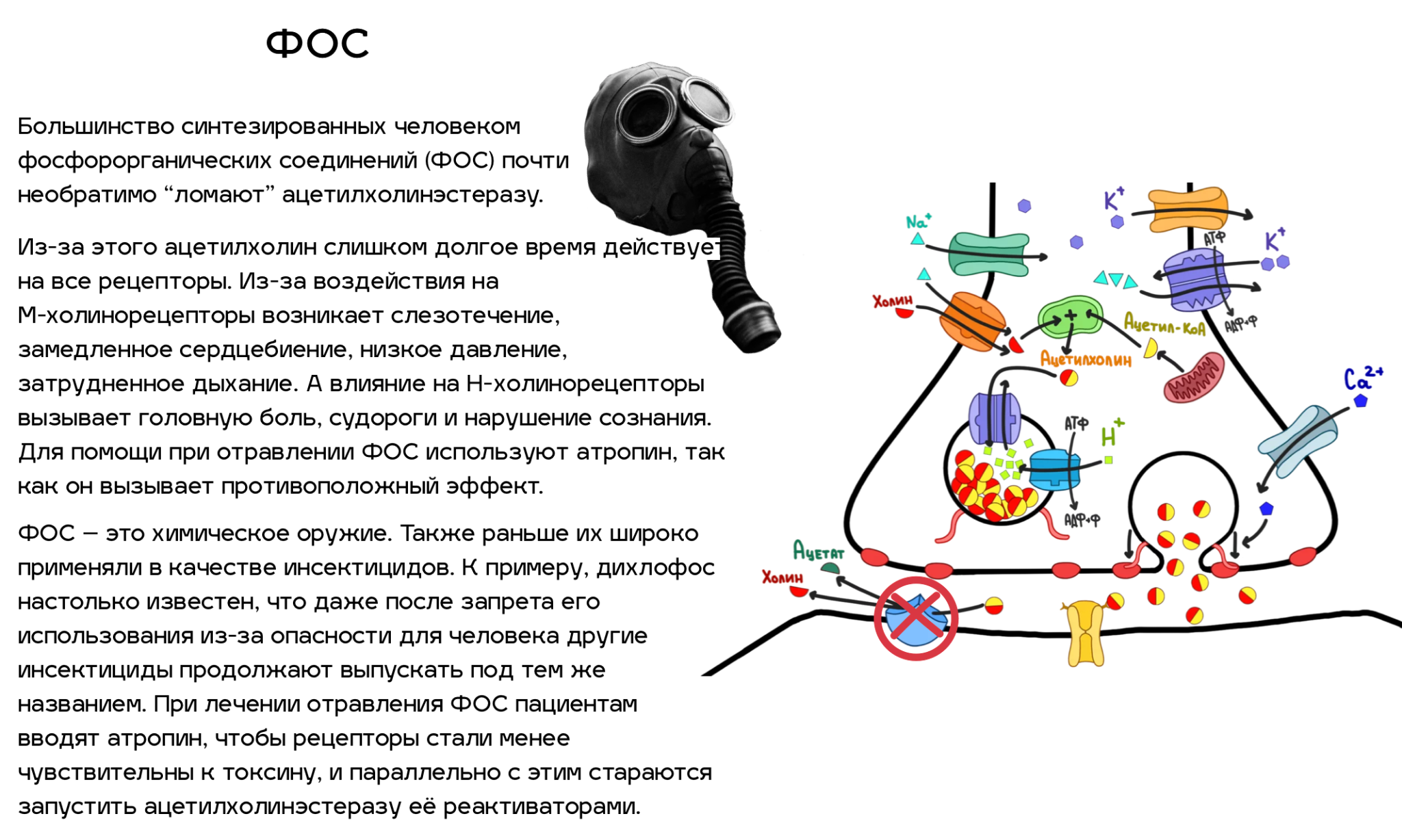 Яды, воздействующие на ацетилхолиновый путь передачи нервного импульса