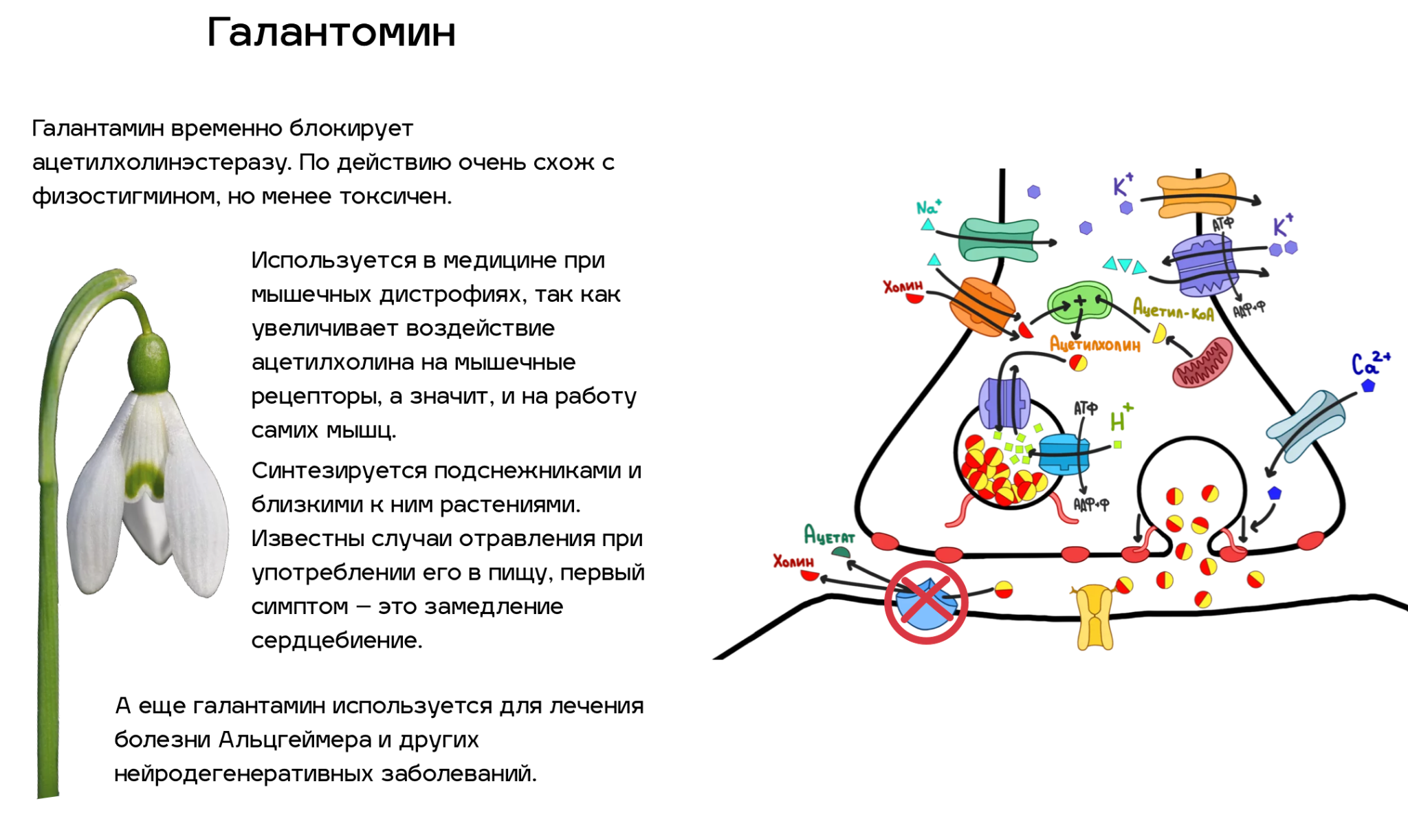 Яды, воздействующие на ацетилхолиновый путь передачи нервного импульса