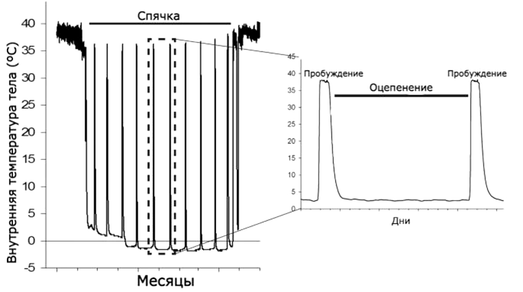 Циклы оцепенения и пробуждения во время спячки у американских сусликов