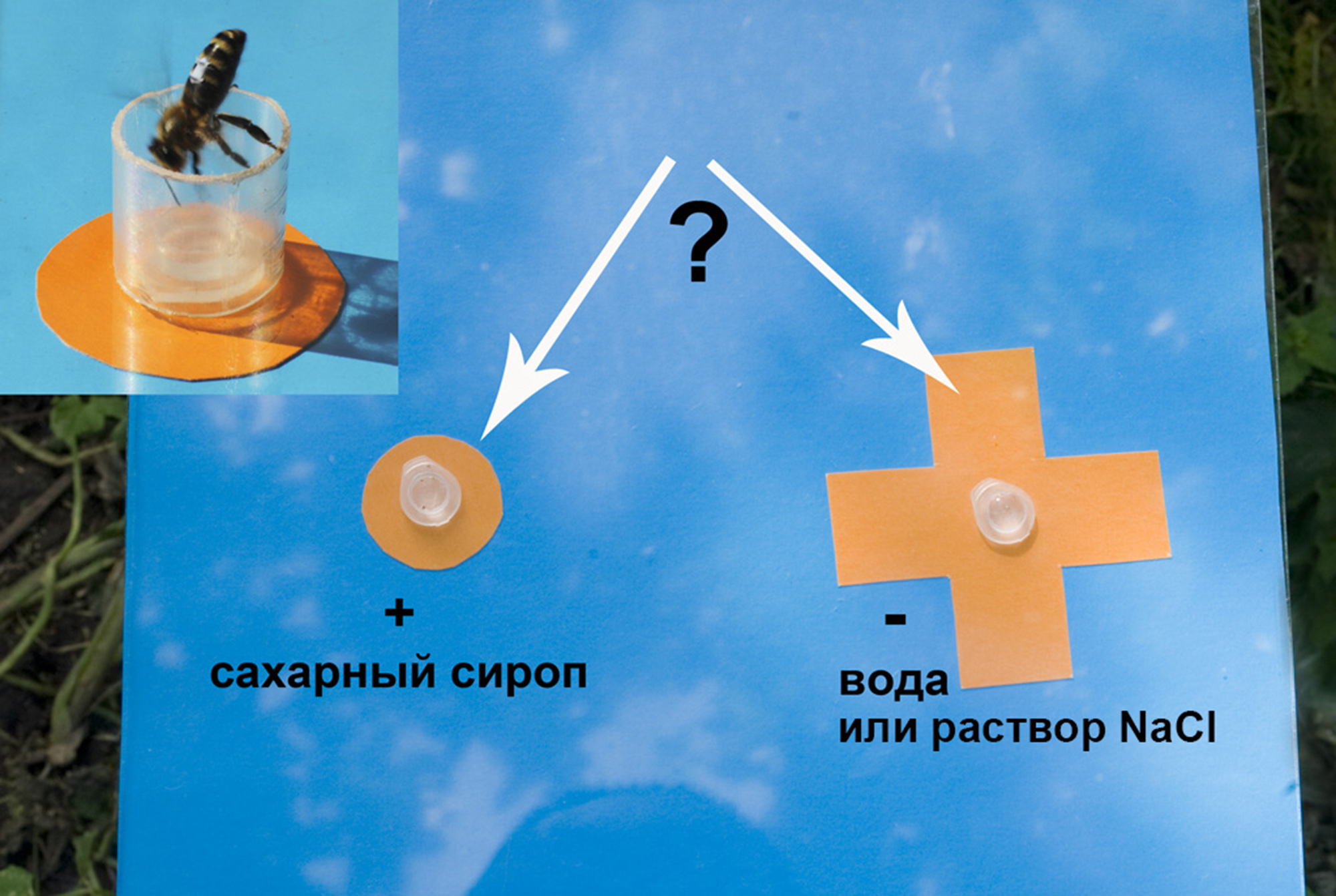 Варианты выбора шестиногого ученика