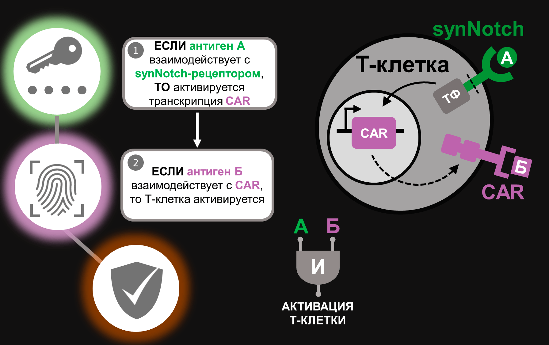 Комбинативно управляемые Т-клетки