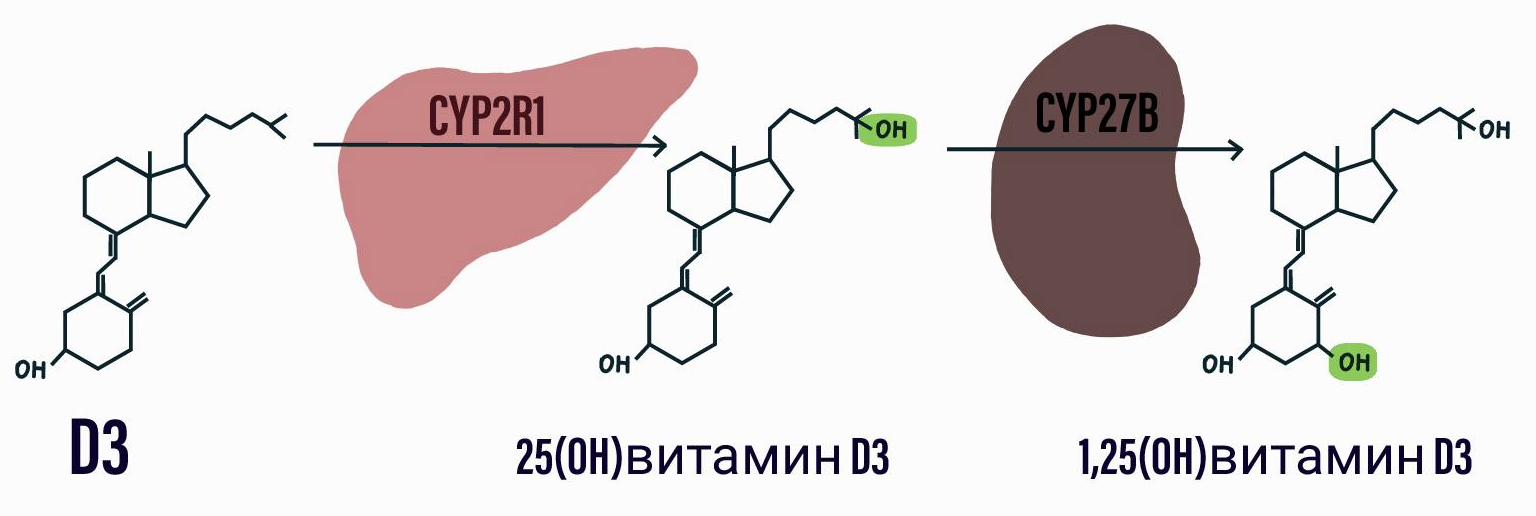 Метаболизм витамина D3