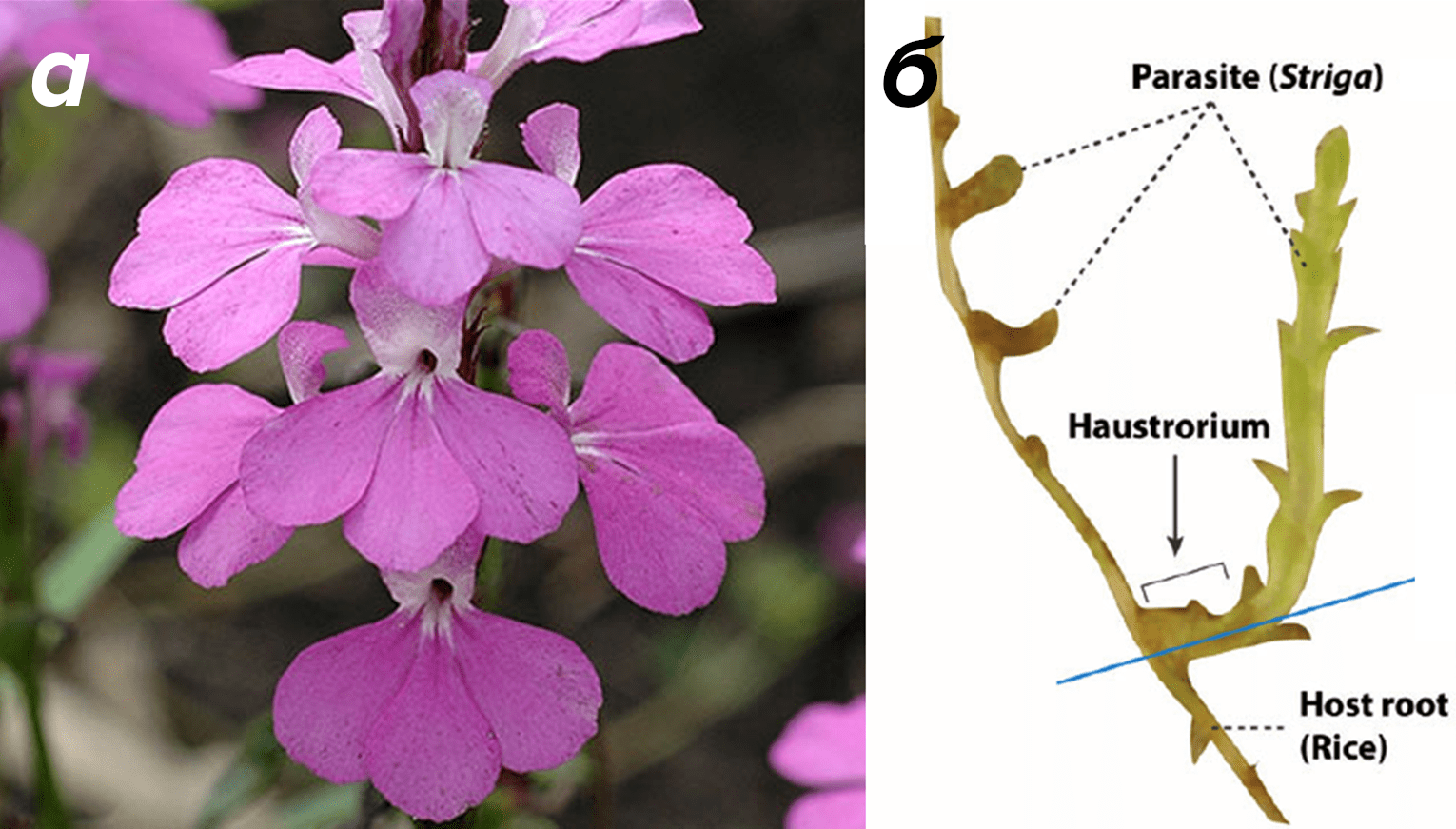 Striga hermonthica