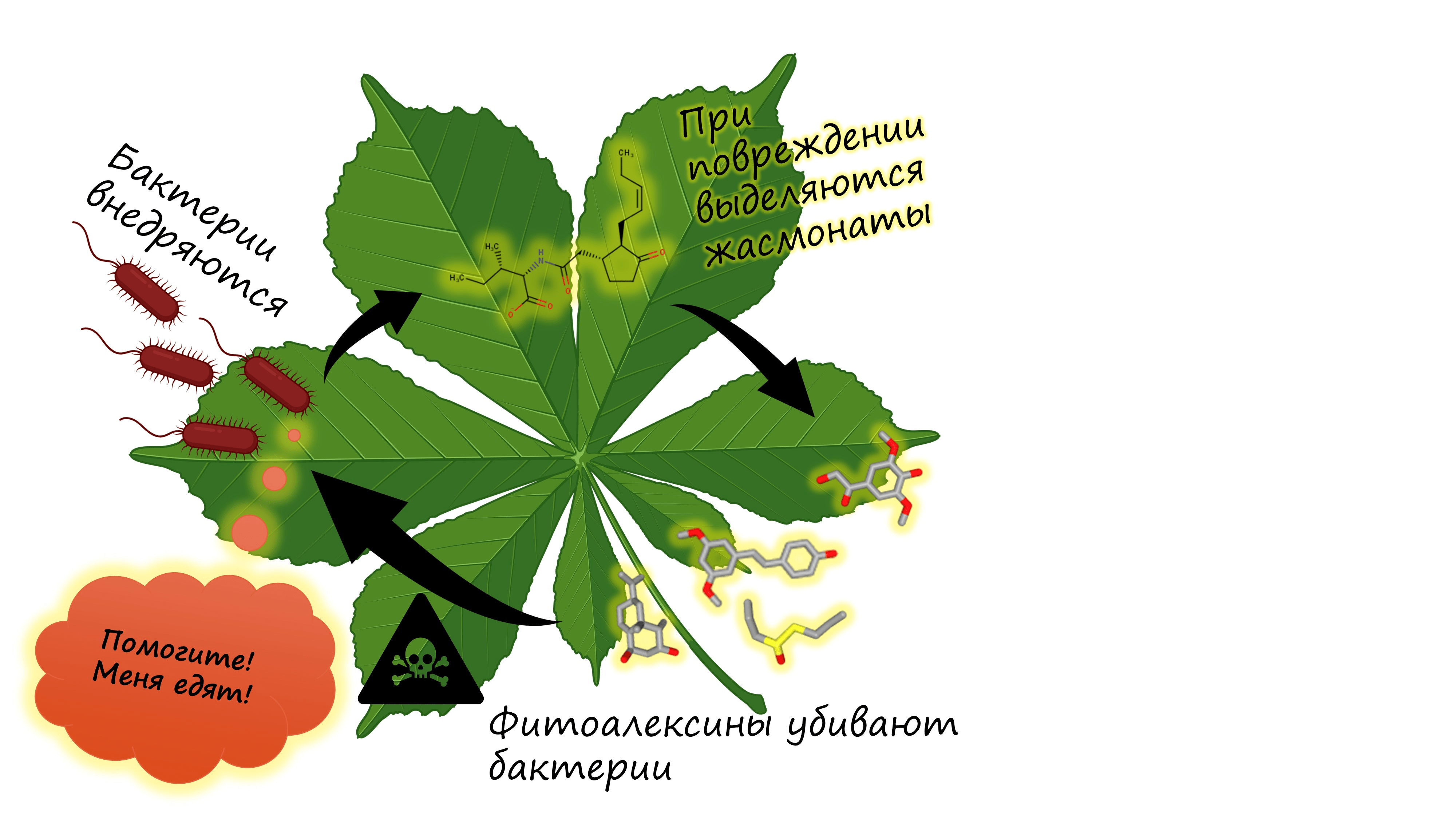 При внедрении в ткани растения бактерии повреждают клетки, что запускает выделение оксилипинов