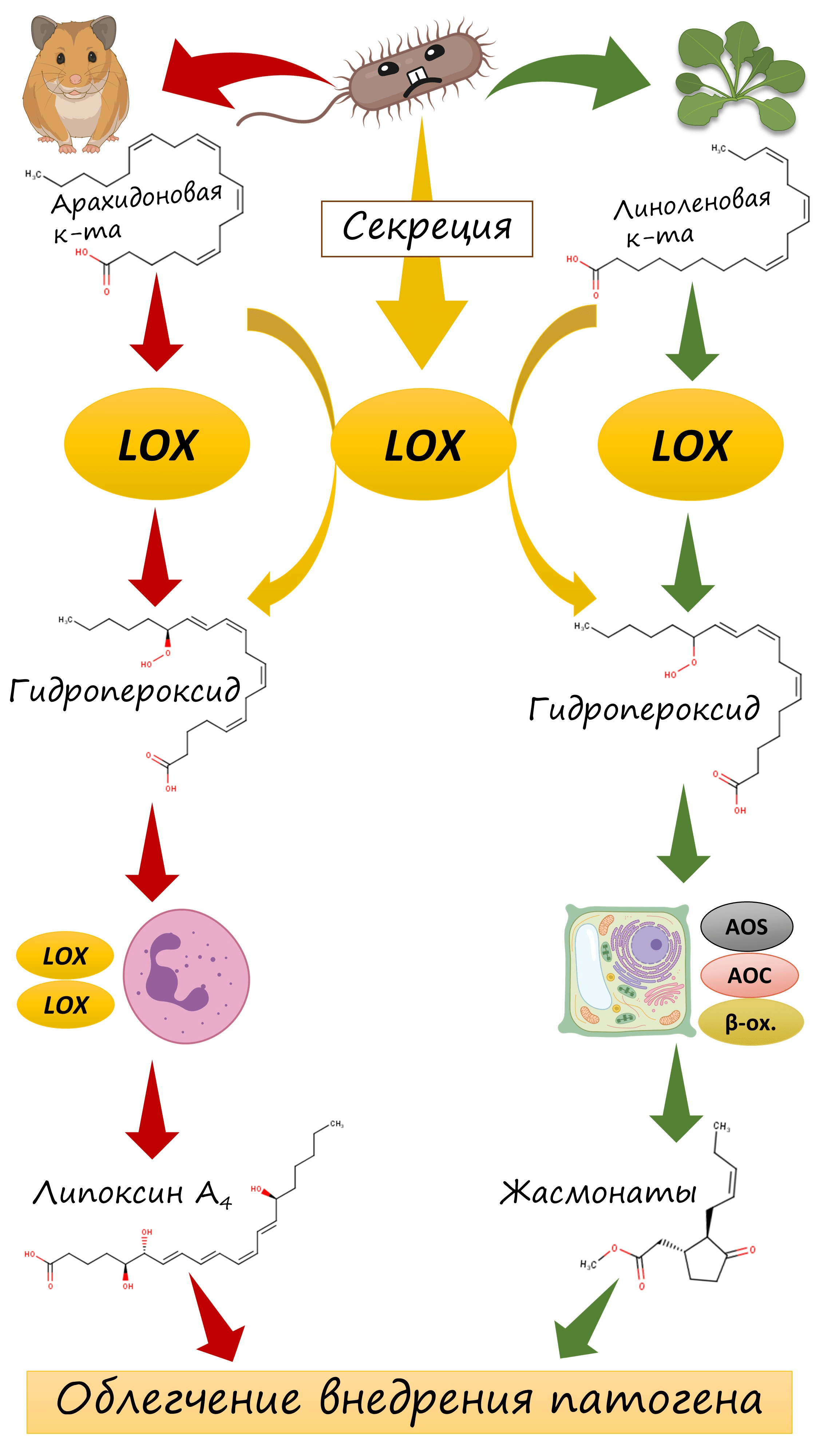 Наша гипотеза предполагает, что в организме растений и позвоночных животных некоторые бактерии используют свои липоксигеназы для производства избыточных количеств гидропероксидов жирных кислот