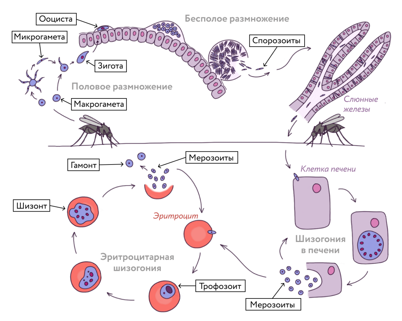 Жизненный цикл P. falciparum