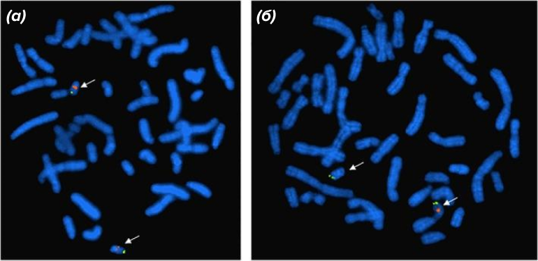 Методом FISH можно идентифицировать хромосомное нарушение, приводящее к синдрому Ди Джорджи