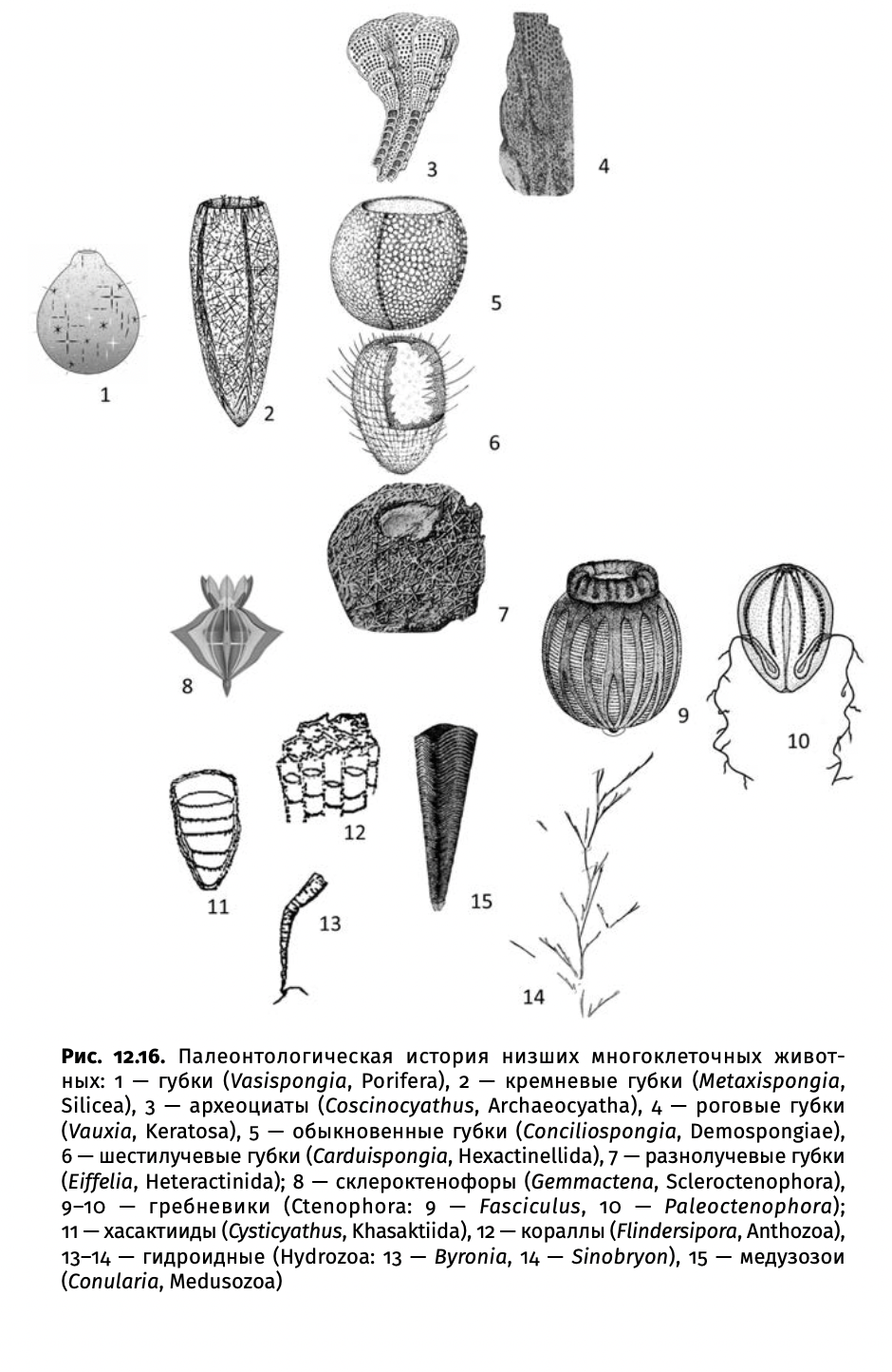 Иллюстрации из книги