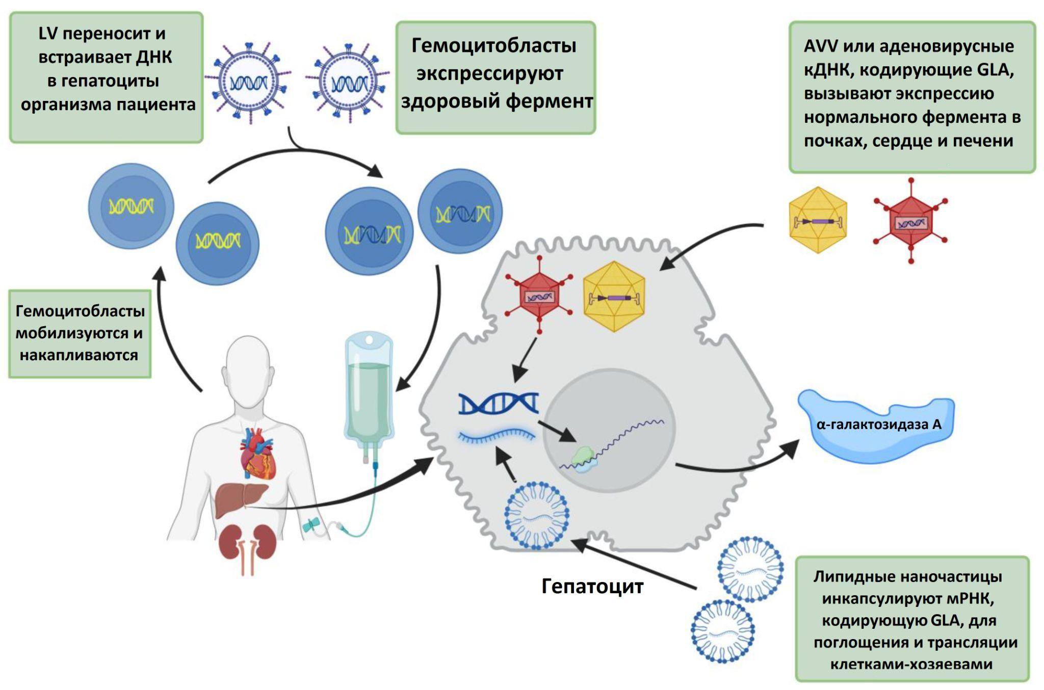 Логика работы перспективных методов генной терапии болезни Фабри