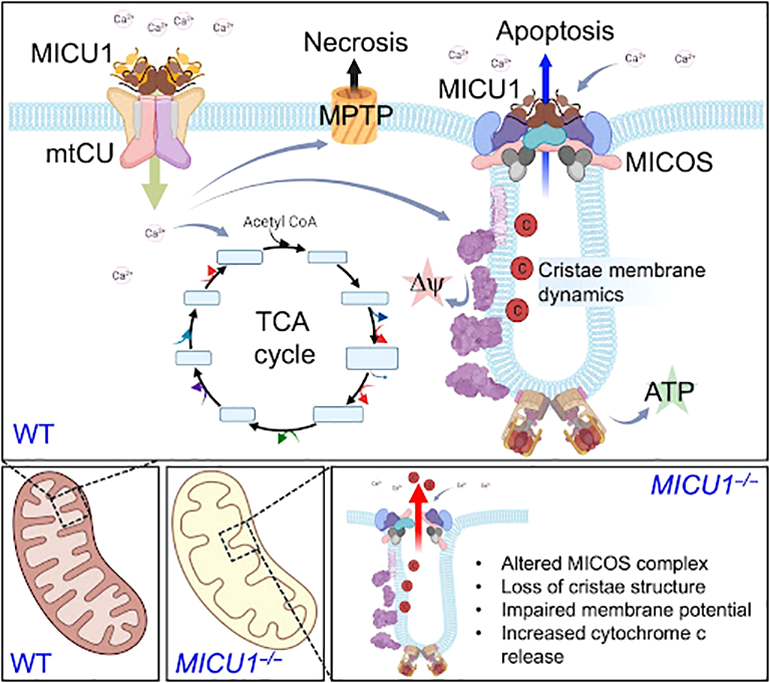 Схематическая модель функции белка MICU1