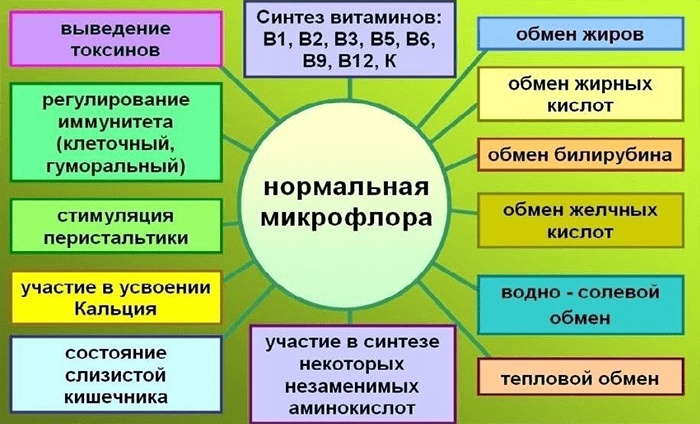 Нормальная микрофлора и ее функции в организме