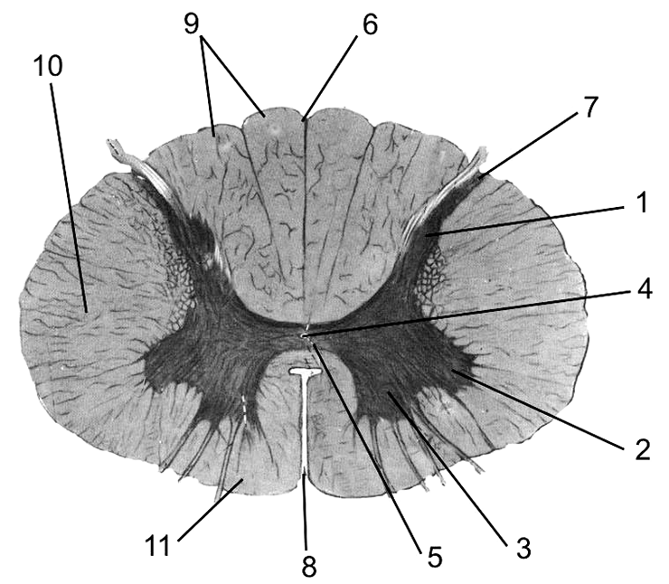 Внутреннее строение спинного мозга