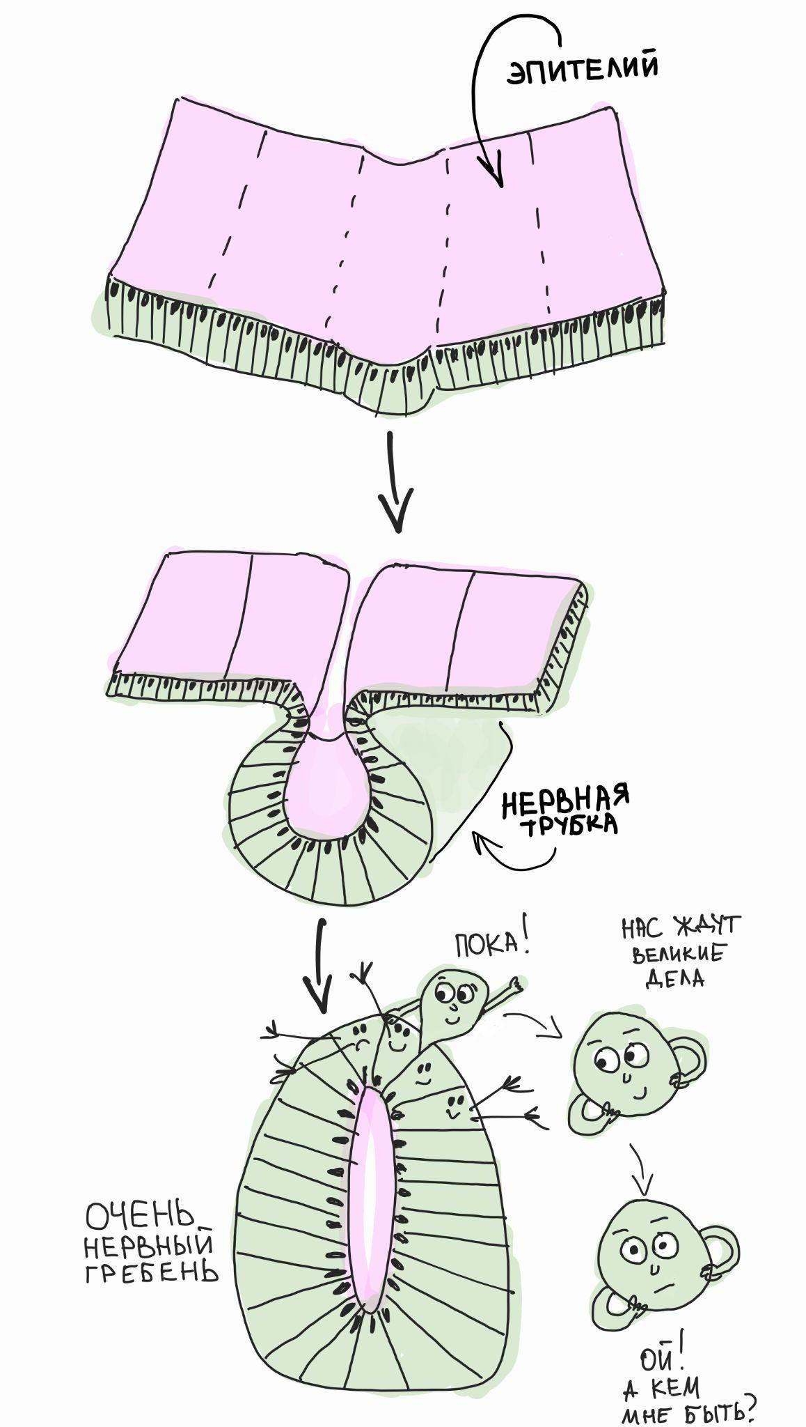 Клетки нервного гребня появляются (удивительно!) из нервного гребня и встают перед вопросом — кем же им быть?!