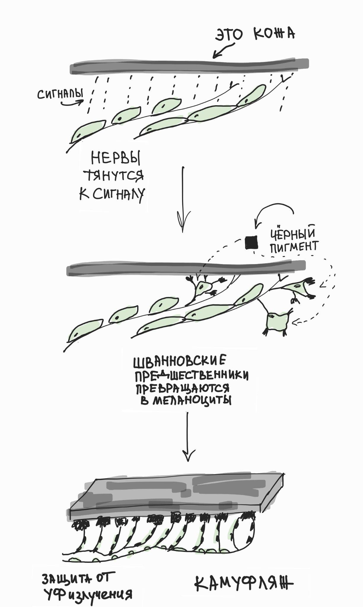 Вот как получается, что Шванновские предшественники превращаются в меланоциты