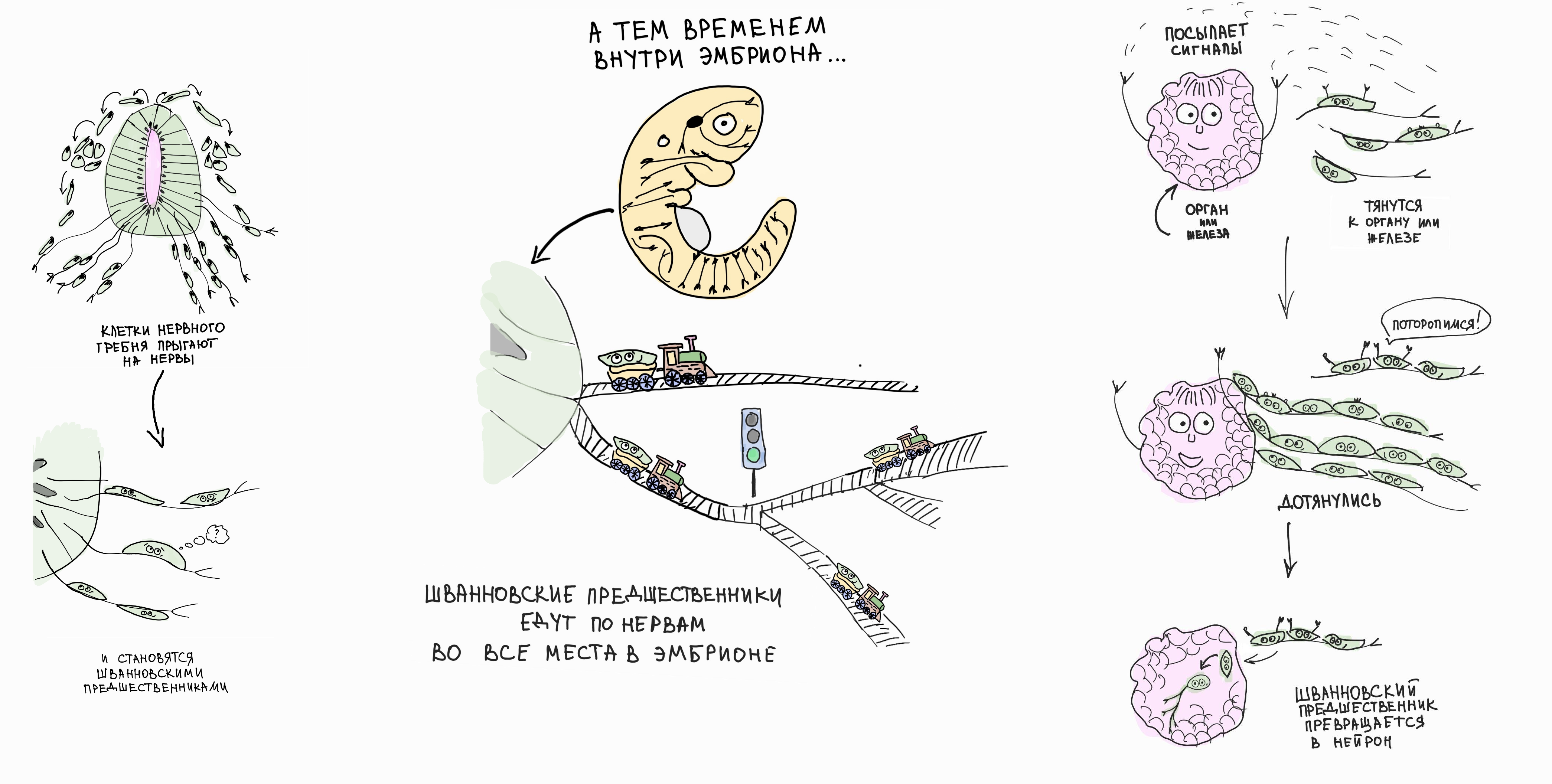 Рассказ о том, как Шванновские предшественники последовательно превращаются, например, в парасимпатические нейроны