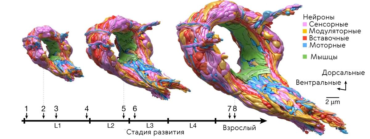 Нервная система червя C. elegans меняется по мере развития и созревания его поведения