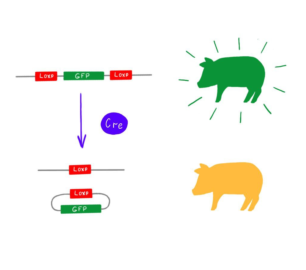 Принцип работы системы Cre-Loxp