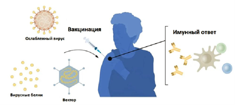 Два основных принципа работы противовирусных вакцин