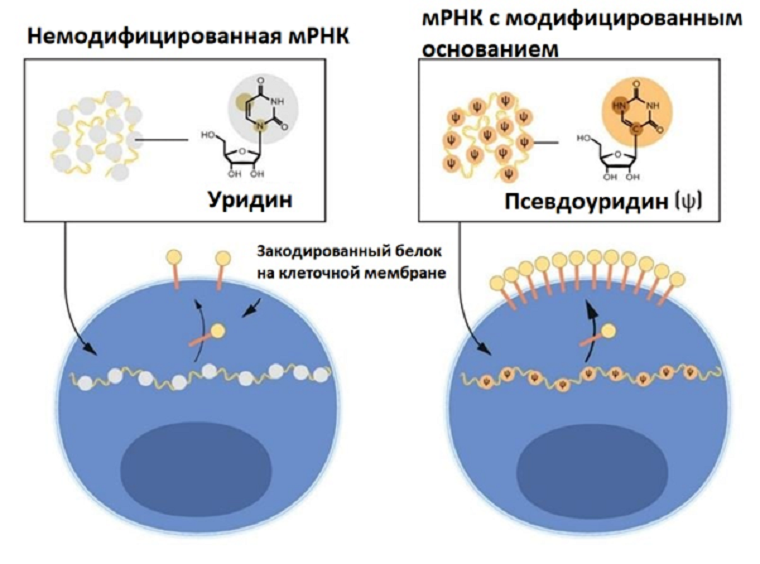 Наглядная разница в структуре уридина и псевдоуридина