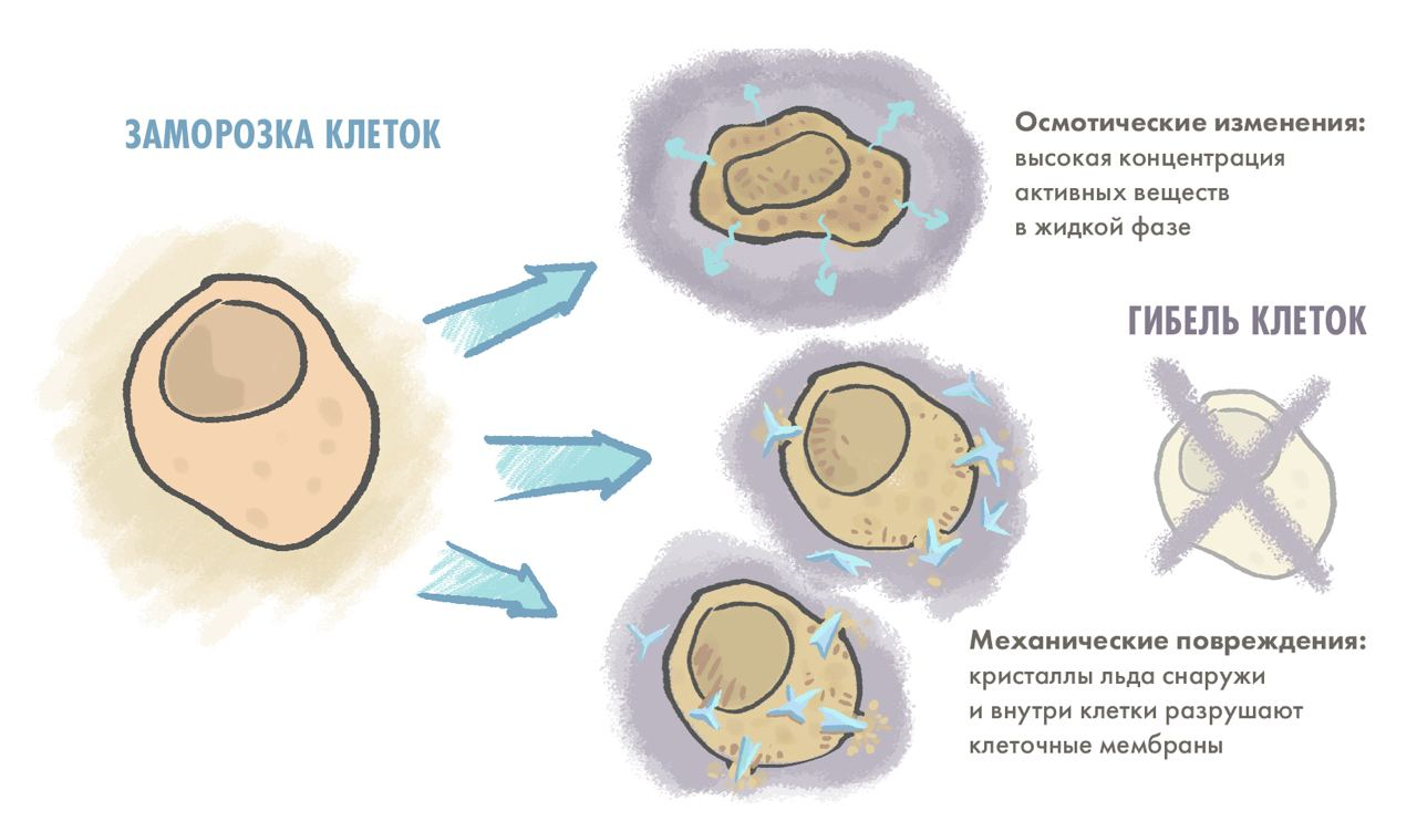 Упрощенная схема происходящего в клетке при заморозке