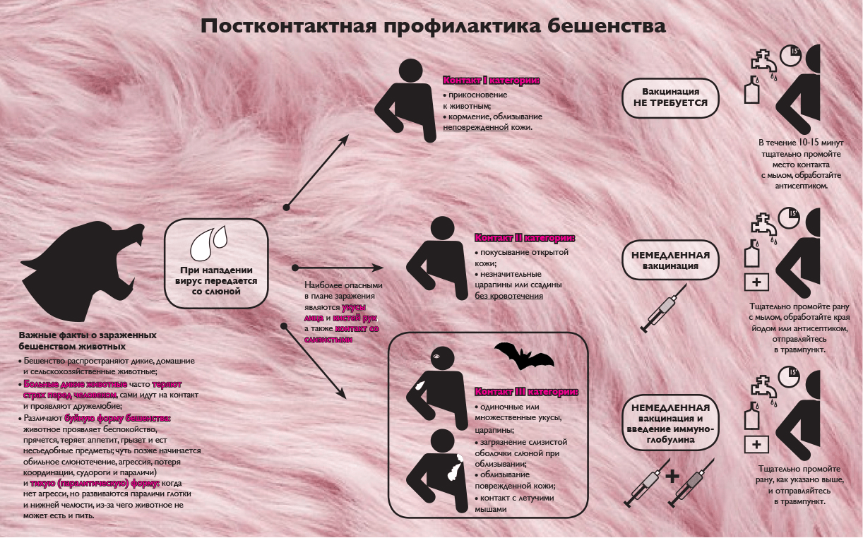 Правила постконтактной профилактики бешенства