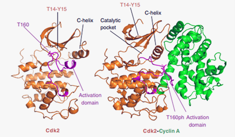 Трехмерная структура циклинзависимой киназы и ее активация