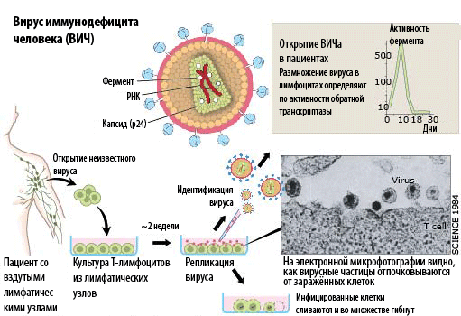 Вирус иммунодефицита человека